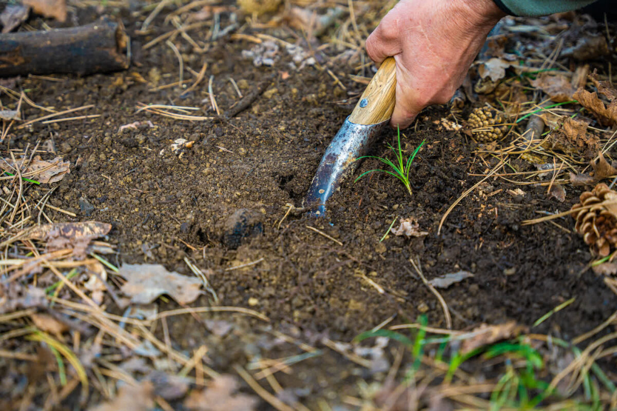 Truffle hunting - Miro tartufi